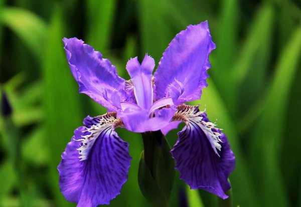 法国的国花是什么花图片