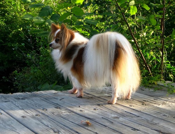 什么小狗好养又听话小型犬