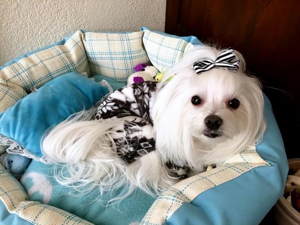 什么小狗好养又听话小型犬