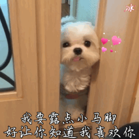 什么小狗好养又听话小型犬