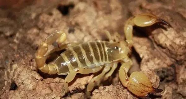 地球上最毒的四大动物