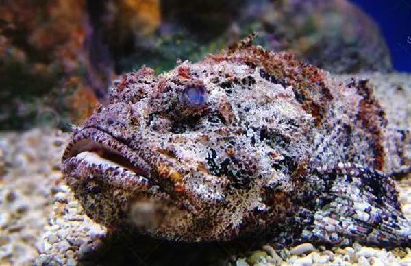 地球上最毒的四大动物