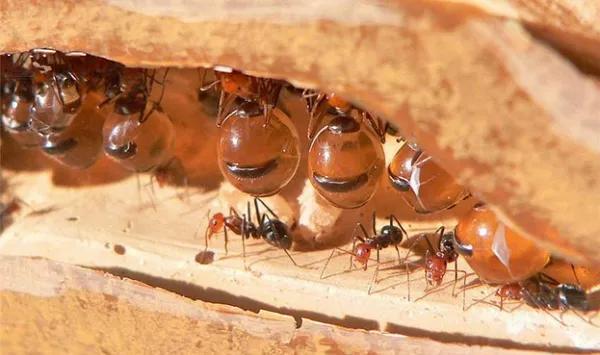 地球上最毒的四大动物
