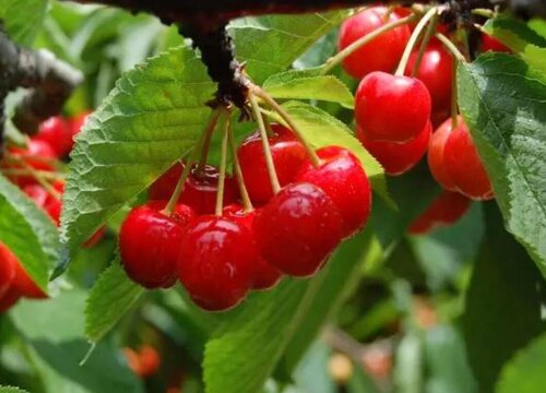 长沙盛产什么水果有名