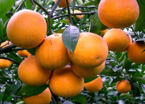 长沙盛产什么水果有名