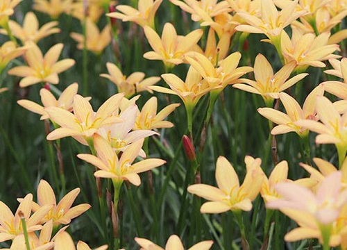 葱兰和韭兰的哪个好养