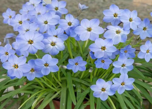 葱兰和韭兰的哪个好养