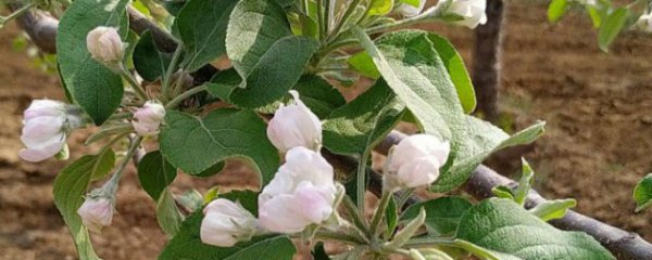 苹果花施肥方法及时间
