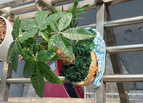 春季养护发财树都有哪些技巧呢