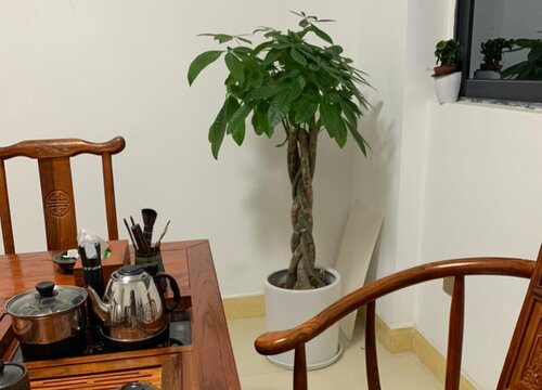 春季养护发财树都有哪些技巧呢