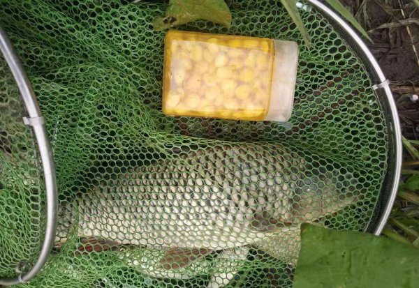 嫩玉米怎么泡制好钓鱼