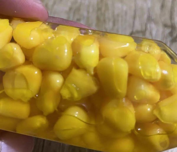 嫩玉米怎么泡制好钓鱼