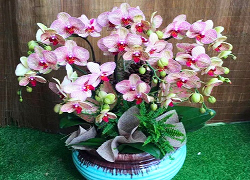 春节期间家里放什么花比较好