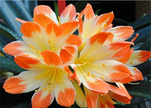 春节期间家里放什么花比较好