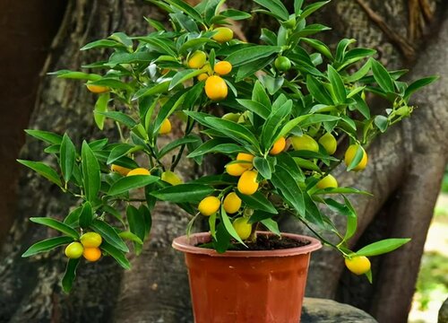 春节期间家里放什么花比较好