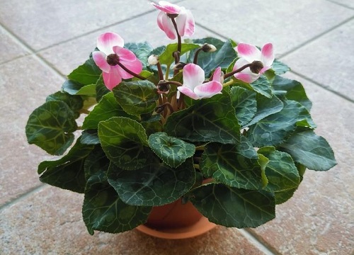 春节期间家里放什么花比较好