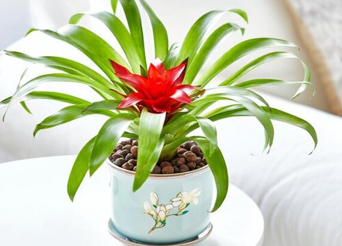 春节期间家里放什么花比较好