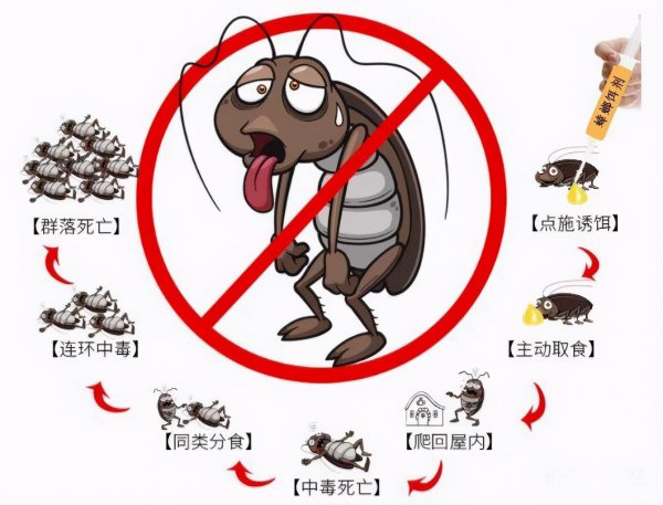 踩死蟑螂会产生更多吗