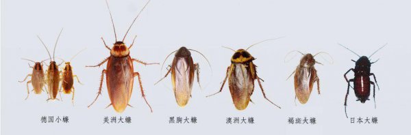 踩死蟑螂会产生更多吗