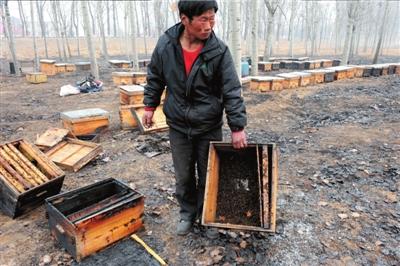 蜜蜂没有蜂王怎么办