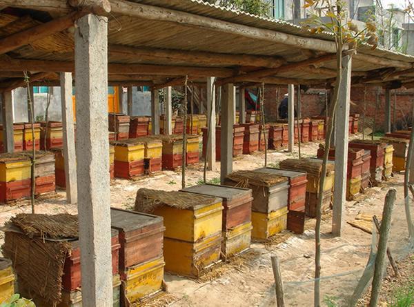 蜜蜂没有蜂王怎么办