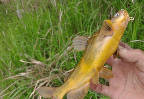 市场上哪种鱼鱼刺少