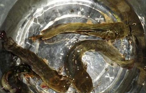 市场上哪种鱼鱼刺少