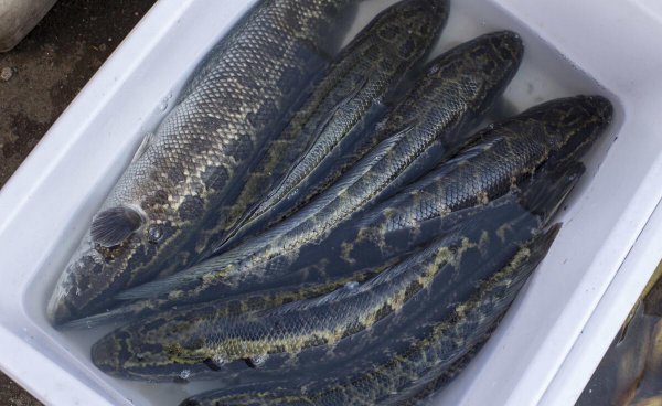 市场上哪种鱼鱼刺少