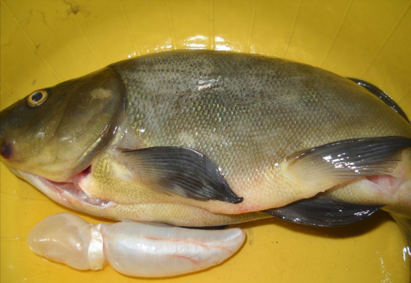 市场上哪种鱼鱼刺少