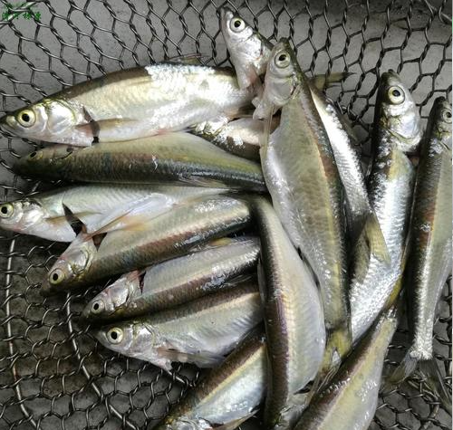 市场上哪种鱼鱼刺少