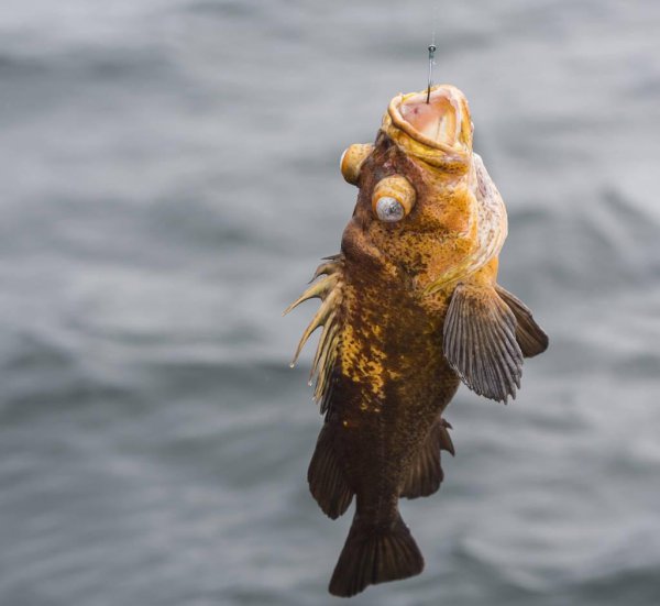 死鱼正口收杆就走什么意思