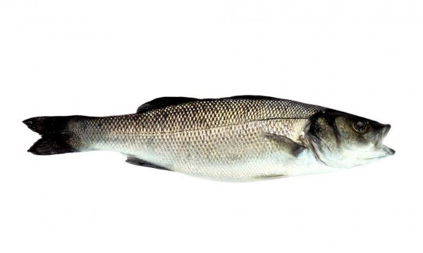 死鱼正口收杆就走什么意思