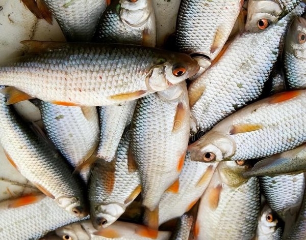 死鱼正口收杆就走什么意思