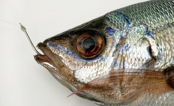 死鱼正口收杆就走什么意思