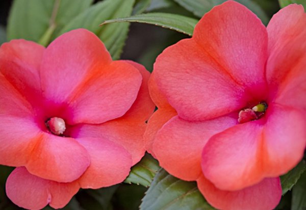 植物种子的传播方式及特点