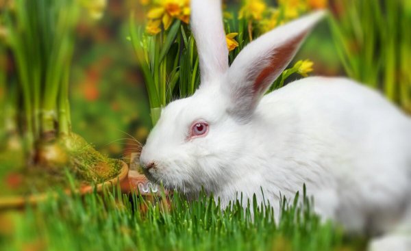 兔子是什么动物