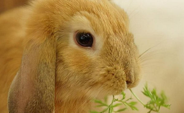 兔子是什么动物