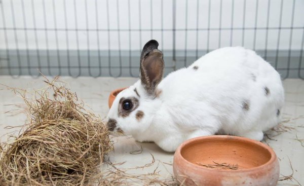 兔子是什么动物