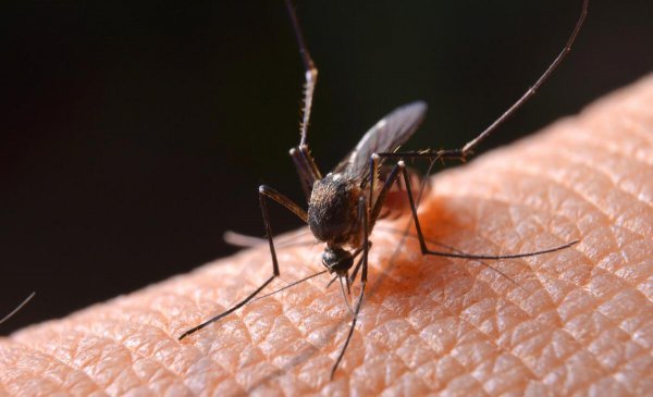 除蚊子的小妙招有什么