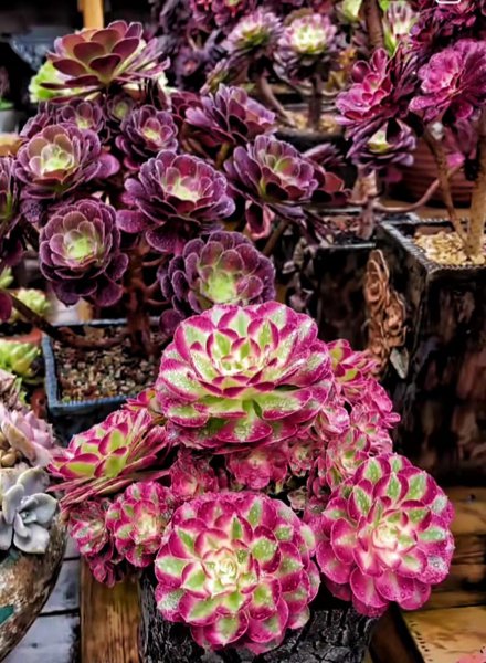 长大后超级好看的多肉品种