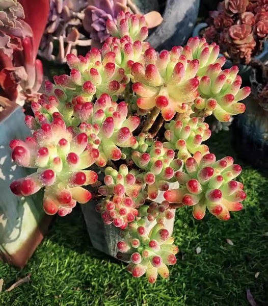 长大后超级好看的多肉品种