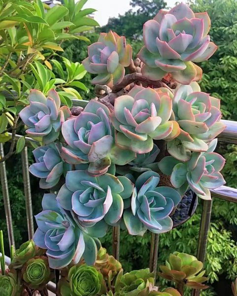 长大后超级好看的多肉品种