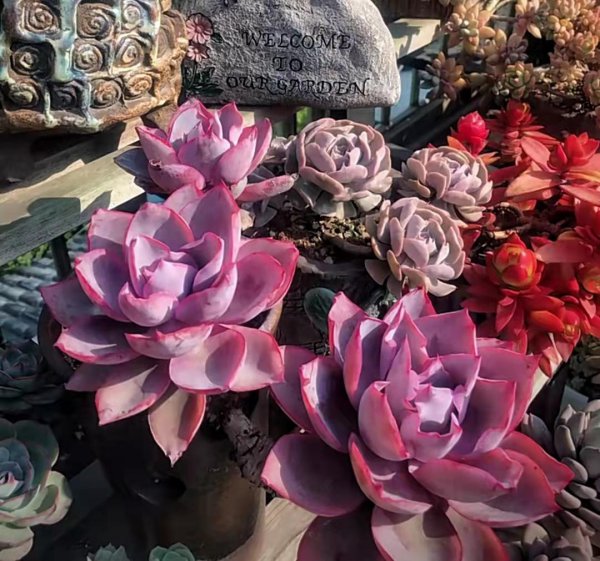 长大后超级好看的多肉品种