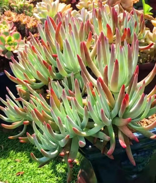 长大后超级好看的多肉品种