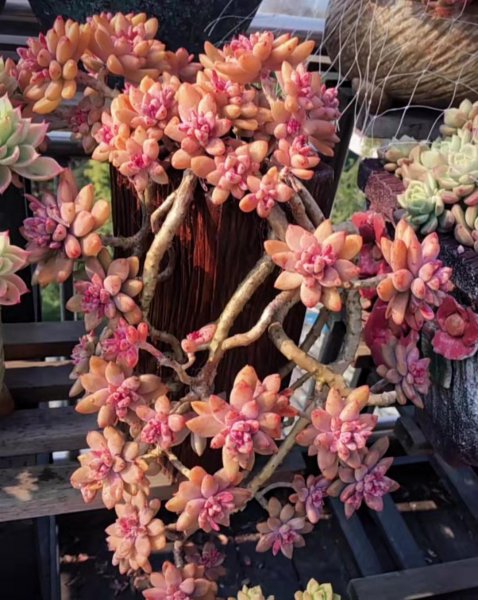 长大后超级好看的多肉品种