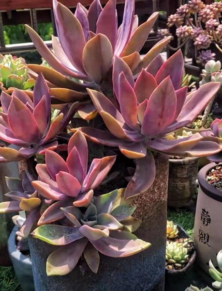 长大后超级好看的多肉品种