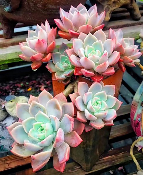 长大后超级好看的多肉品种