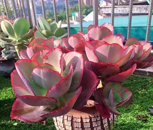 长大后超级好看的多肉品种