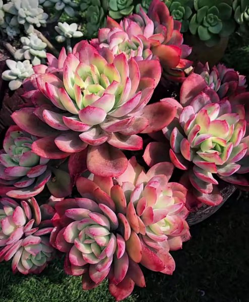 长大后超级好看的多肉品种