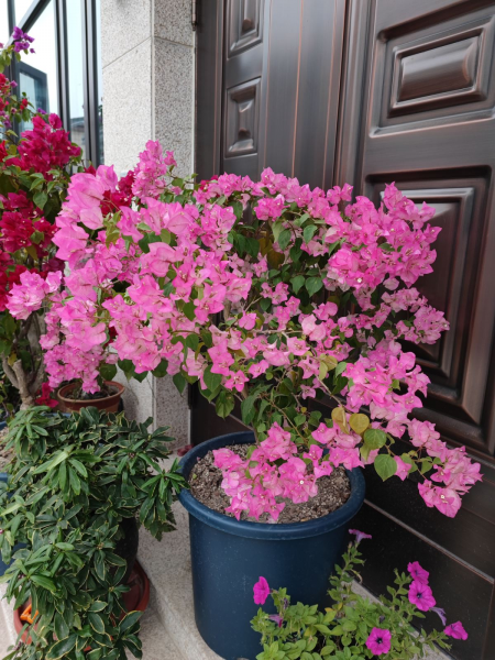 三角梅怎样修剪开花多